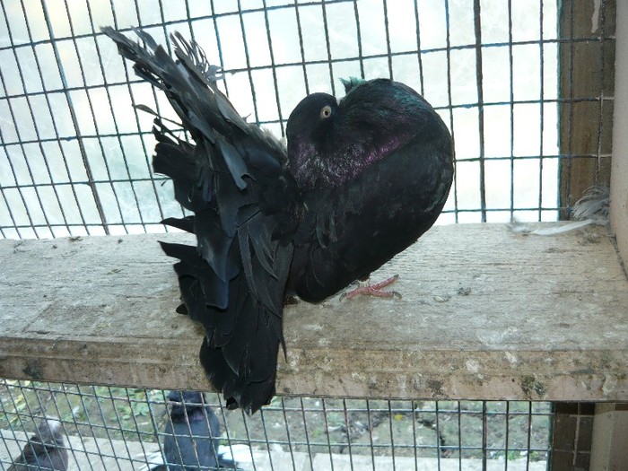 matur matca; matur matca
