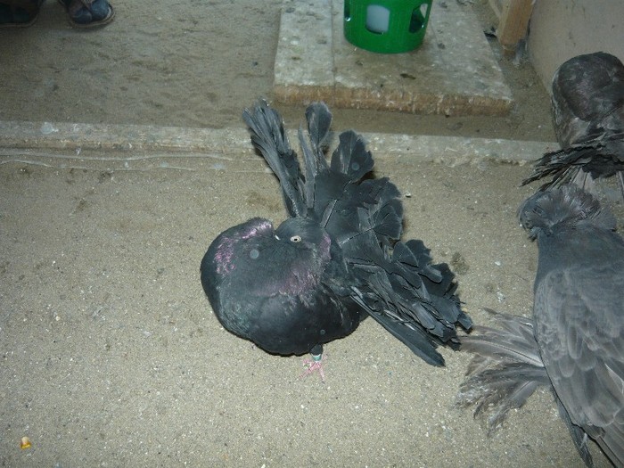 pui 2011 - VOLTATI UNICOLOR NEGRII