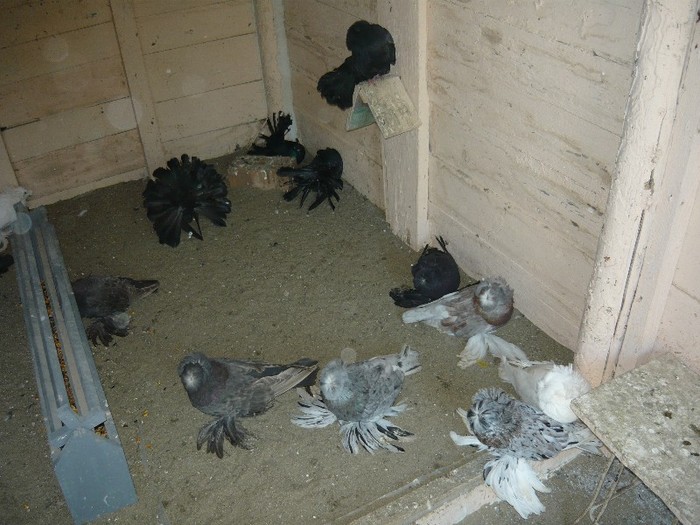 P1040875 - VOLTATI UNICOLOR NEGRII