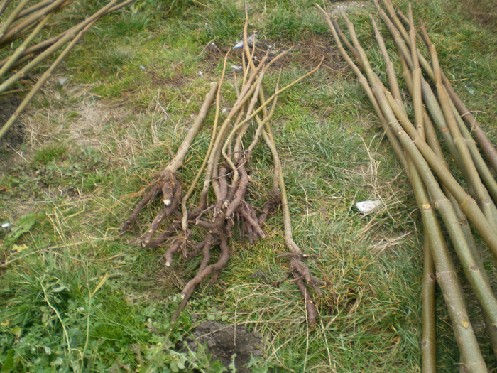 Picture 040 - Paulownia