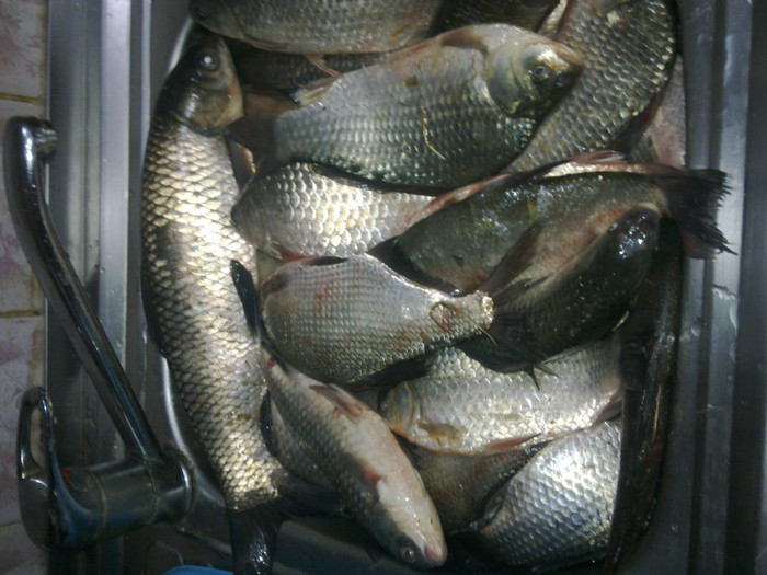 10 kg pe gurbanesti - la pescuit 2011