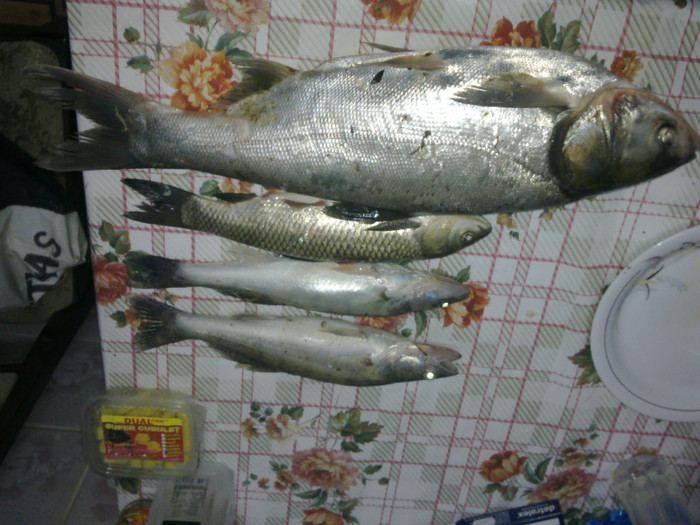 Gurbanesti - la pescuit 2011