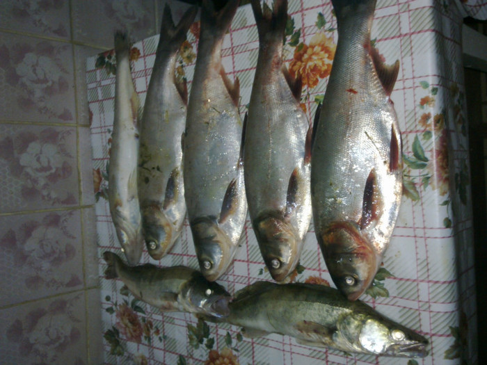 La gurbanesti - la pescuit 2011