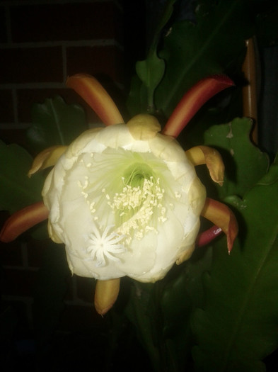 8.11.11 - White epiphyllum