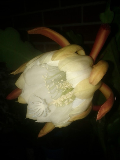  - White epiphyllum