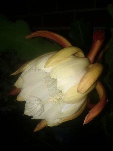  - White epiphyllum