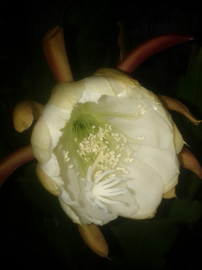  - White epiphyllum