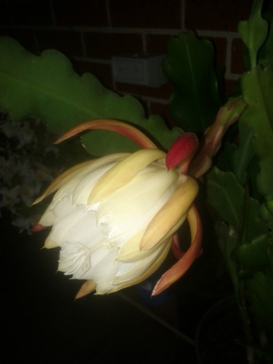 8.11.11 - White epiphyllum