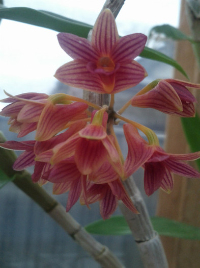 1.11.11 - Dendrobium nobile