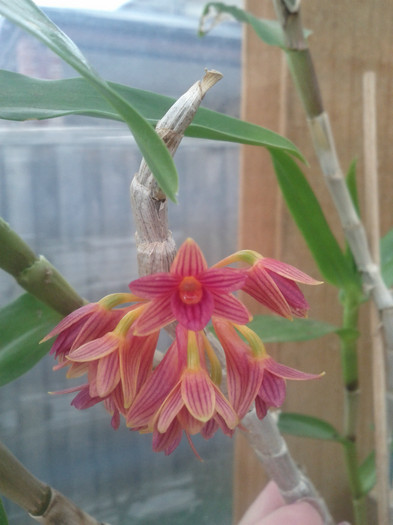  - Dendrobium nobile