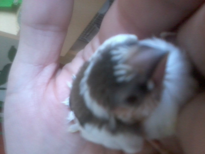 Photo0328; pui oct 2011
