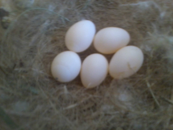 Photo0333; oute  pescarusi japonezi 2011
