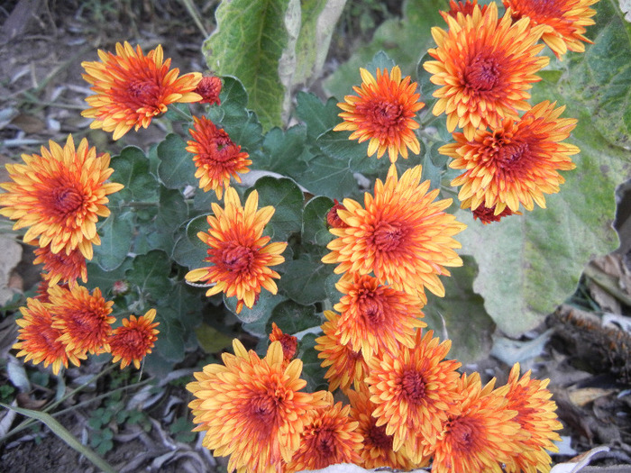 Orange Chrysanthemum (2011, Nov.07) - Orange Chrysanthemum