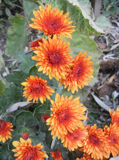 Orange Chrysanthemum (2011, Nov.07) - Orange Chrysanthemum