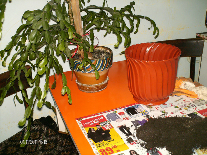 am mutat-o in vas mai mare