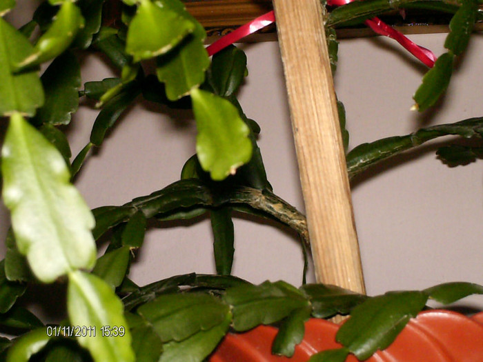 se arata o pleiada de bobocei...:)) - craciunite