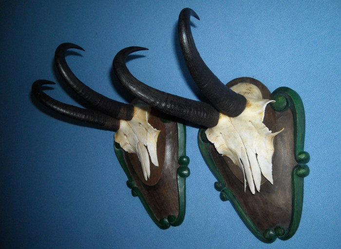 Pereche de capre negre,_150 de euro