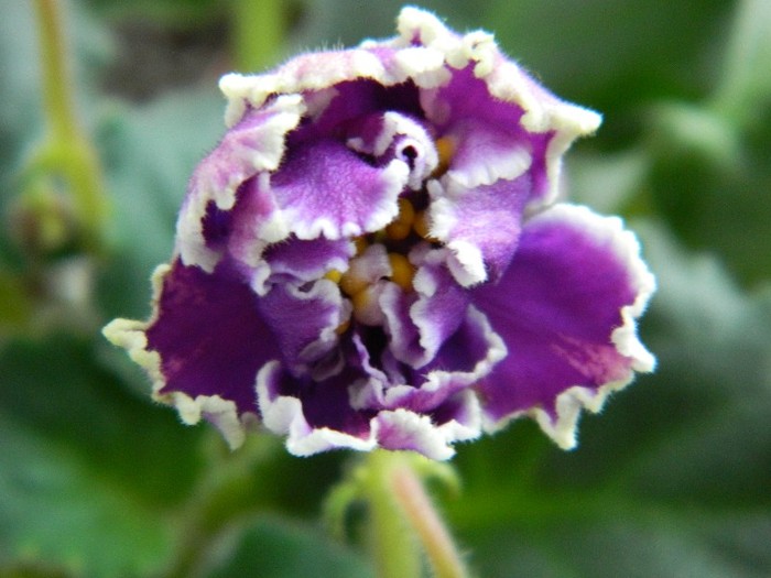 DSCN3964 - MIDNIGHT CLOUD