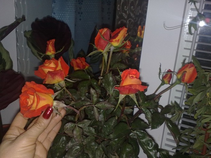 20102011 - 0-Flori si unghii