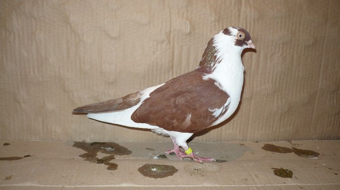 Data in Bucuresti la Catalin - D- Porumbei JUCATORI DE GALATI VANDUTI Album 1