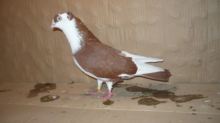 Dat in Bucuresti la Catalin - D- Porumbei JUCATORI DE GALATI VANDUTI Album 1