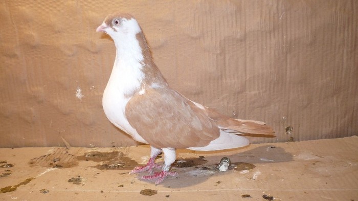 Data in Bucuresti la Catalin - D- Porumbei JUCATORI DE GALATI VANDUTI Album 1