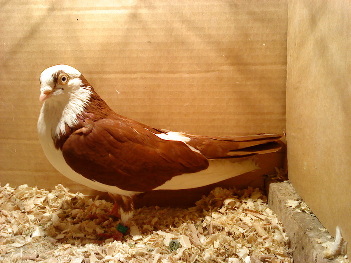 Data in Bucuresti la Catalin - D- Porumbei JUCATORI DE GALATI VANDUTI Album 1