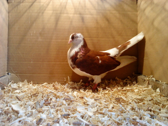 Dat in Bucuresti la Catalin - D- Porumbei JUCATORI DE GALATI VANDUTI Album 1