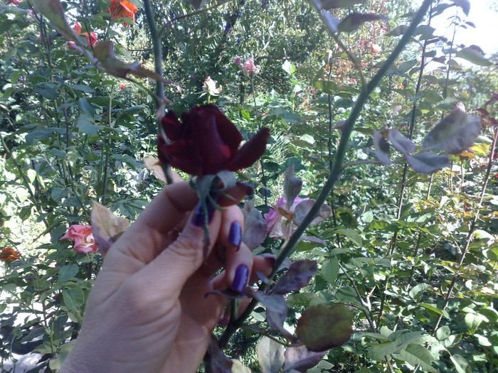 20092011 - 0-Flori si unghii