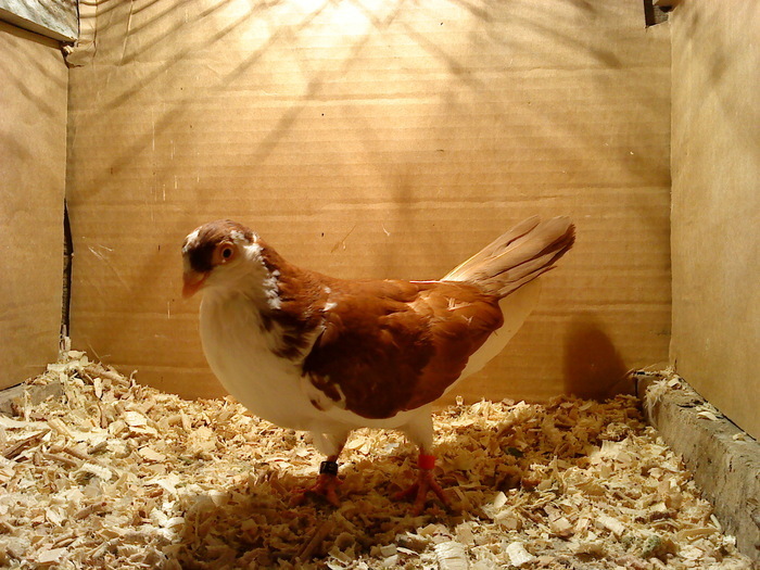 Dat in Bucuresti la Catalin - D- Porumbei JUCATORI DE GALATI VANDUTI Album 1