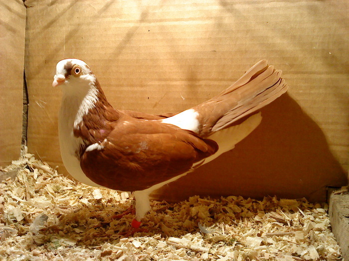 Data in Bucuresti la Catalin - D- Porumbei JUCATORI DE GALATI VANDUTI Album 1