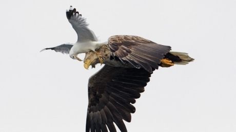 pescarus_vultur_26293300