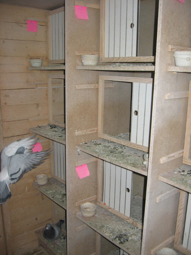 aspecte din crescatorie