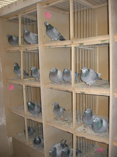 aspecte din crescatorie