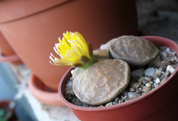 Lithops inflorit nov.2011; lithops.noiembrie.2011
