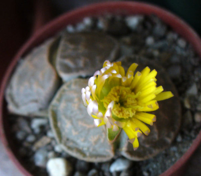 Lithops nov.2011 - Lithops si Pleiospilos