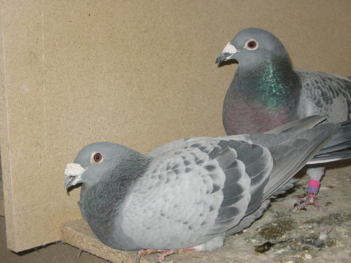 "verbartul" cu nepoata-sa