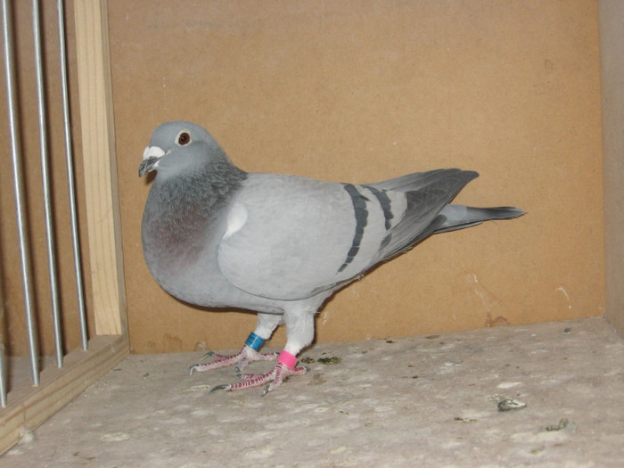 fiica"tomba"- superreproducatoare