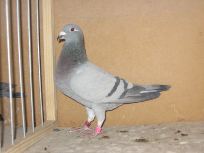 cosangvina pe "blue dream"