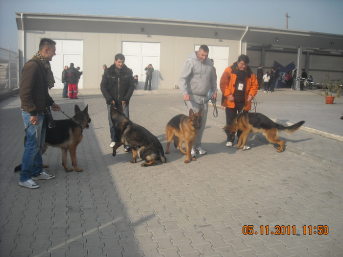 DSCN0600 - CACIB Craiova 2011