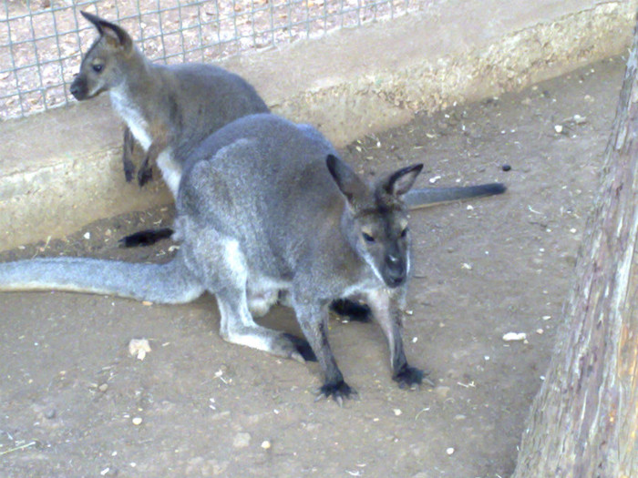 170920111684 - ZOO FASANO ITALIA 2011