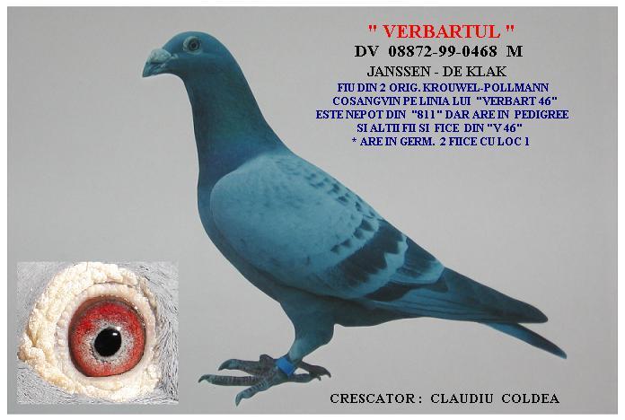 vb46; tata si bunic a mai multor porumbei de top
