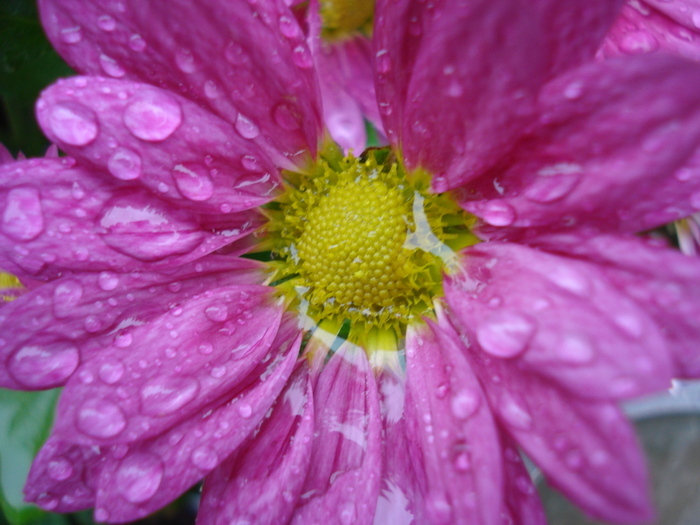 Purple & Yellow Chrysanth (2010, Oct.16) - Purple Yellow Chrysanthemum