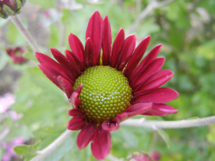 Purple & Yellow Chrysanth (2011, Oct.28) - Purple Yellow Chrysanthemum