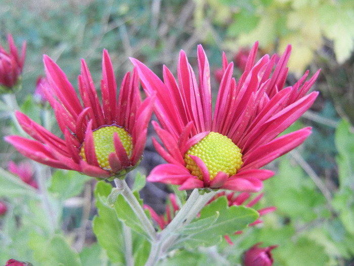 Purple & Yellow Chrysanth (2011, Oct.28)