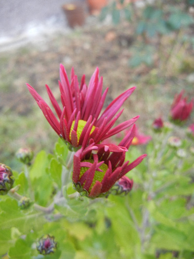 Purple & Yellow Chrysanth (2011, Oct.29) - Purple Yellow Chrysanthemum