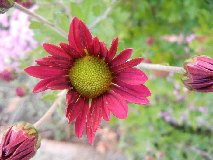 Purple & Yellow Chrysanth (2011, Oct.29)