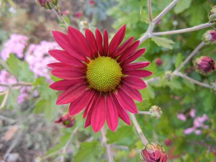 Purple & Yellow Chrysanth (2011, Oct.29) - Purple Yellow Chrysanthemum