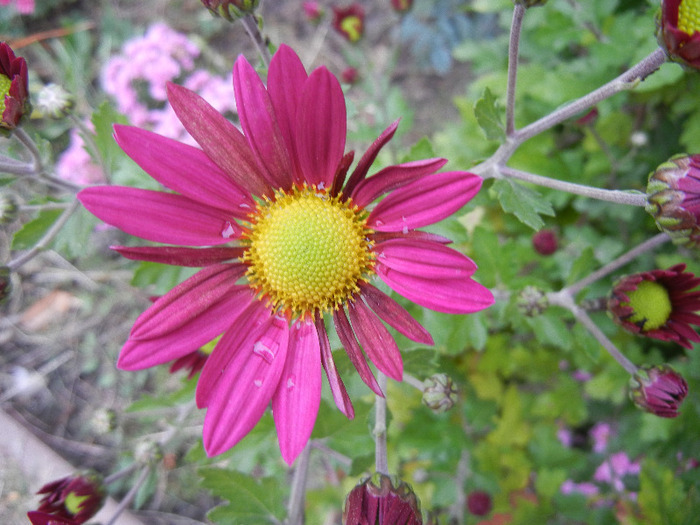 Purple & Yellow Chrysanth (2011, Nov.02) - Purple Yellow Chrysanthemum