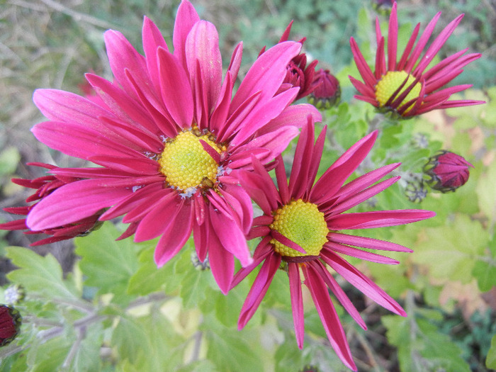 Purple & Yellow Chrysanth (2011, Nov.02) - Purple Yellow Chrysanthemum